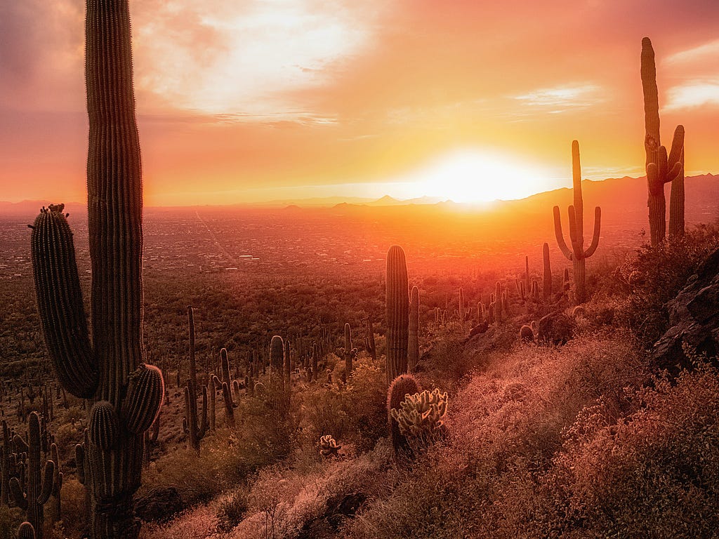 Phoenix at sunset