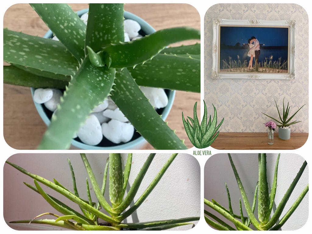 Aloe Vela = I Love you very much :)