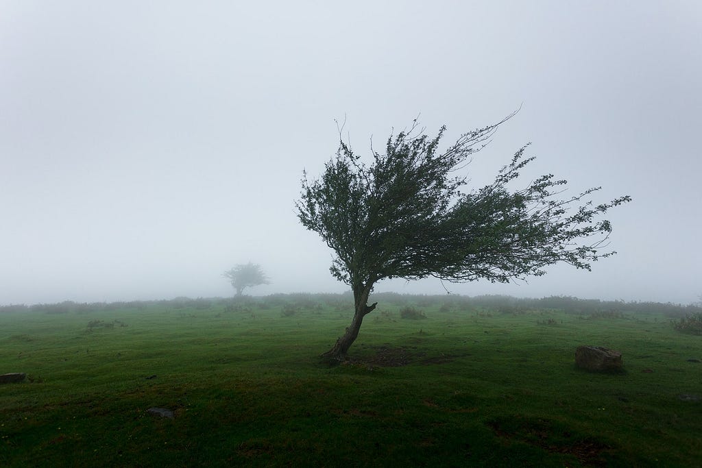A tree in an open misty field is blown about by the wind