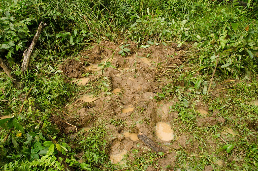 Fresh tracks of forest elephants (Loxodonta cyclotis) who dug up roots of Marantaceae, which contain starch and are highly nutritional. Messok bai, Messok Dja forest, Republic of Congo