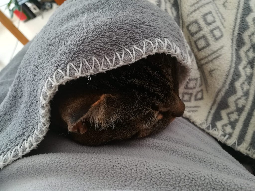 A tabby cat on top of my pajama-clad belly with a blanket covering her almost entirely