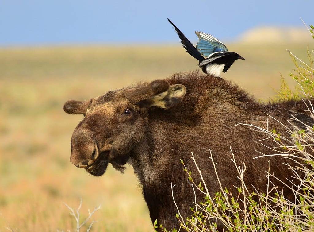 A funny interaction between the moose and a black-billed magpie sitting on him.