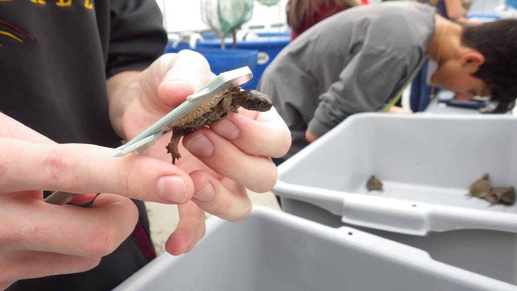 A person holds a small turtle while measuring its shell