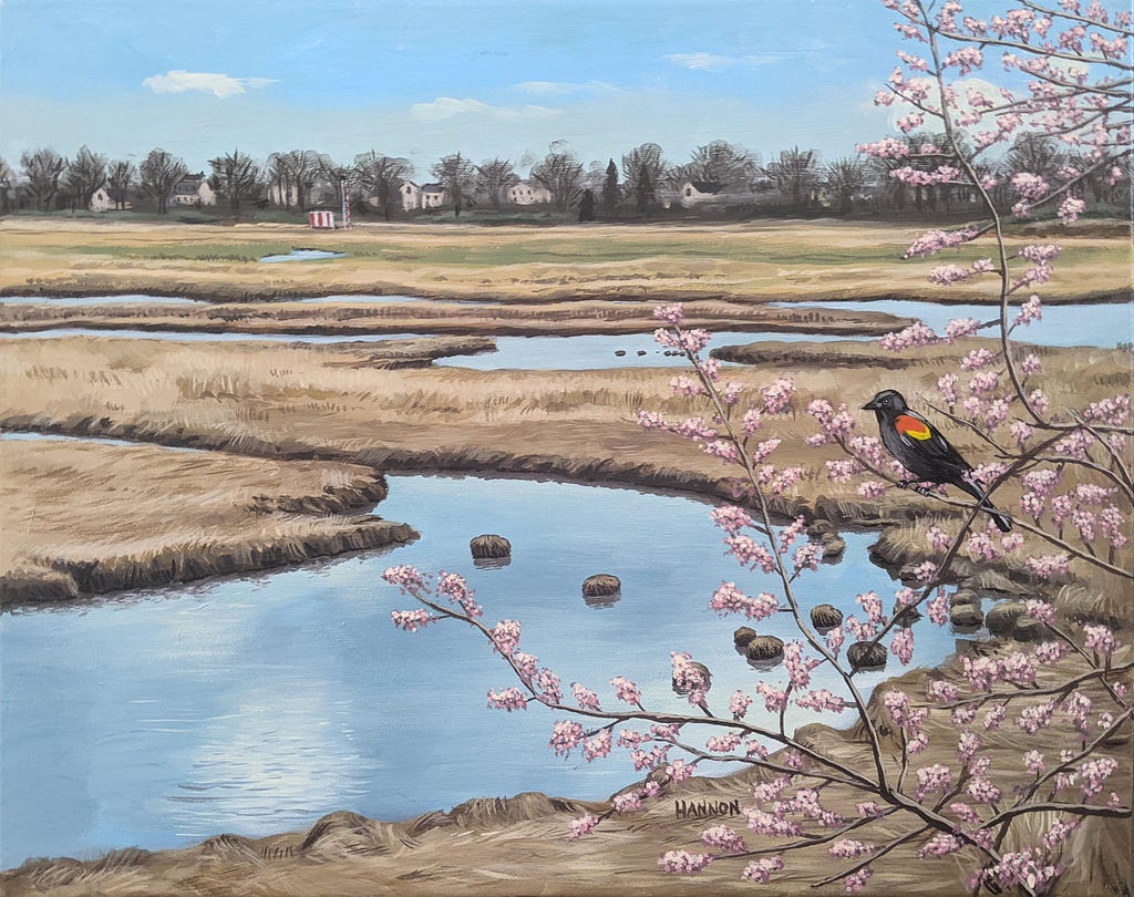 A salt marsh is shown with a line of trees and houses in the background. In the foreground is a flowering tree with a redwing blackbird perched on one of its branches.