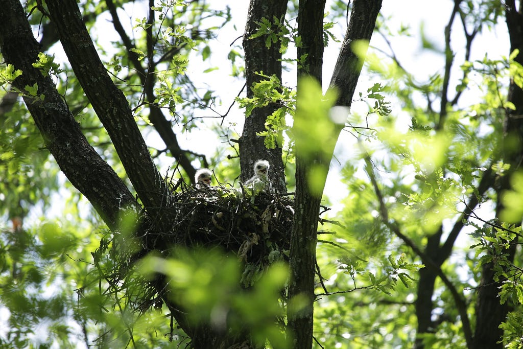 Two very young eaglets in a nest in a tall, leafy tree.