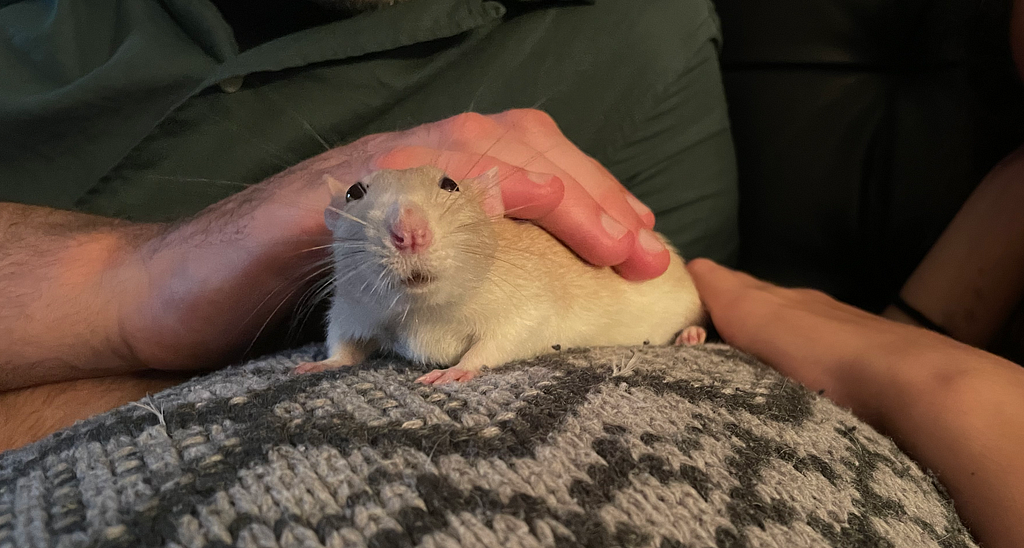 Caramel colored rat on a gray cushion getting cuddles from her humans.