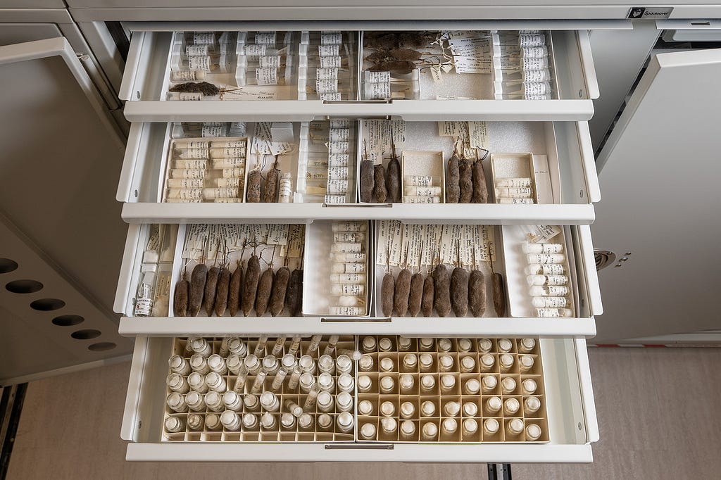 Drawers holding many specimens.