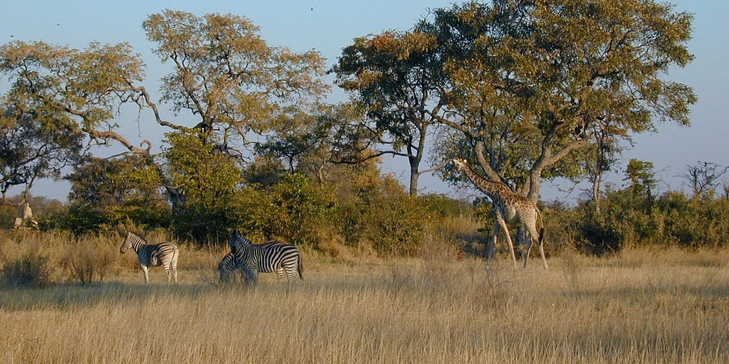 zebra and giraffe in the Okavango Delta, Botswana