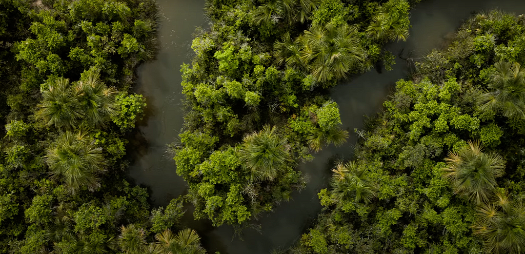 Imagem aérea de vegetação florestal e de um rio, sem identificação de localização.