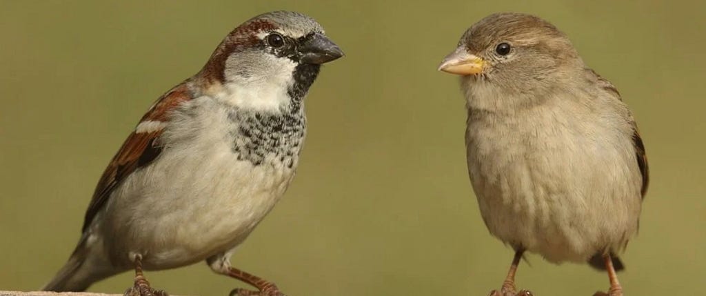 two brown birds looking at each other.