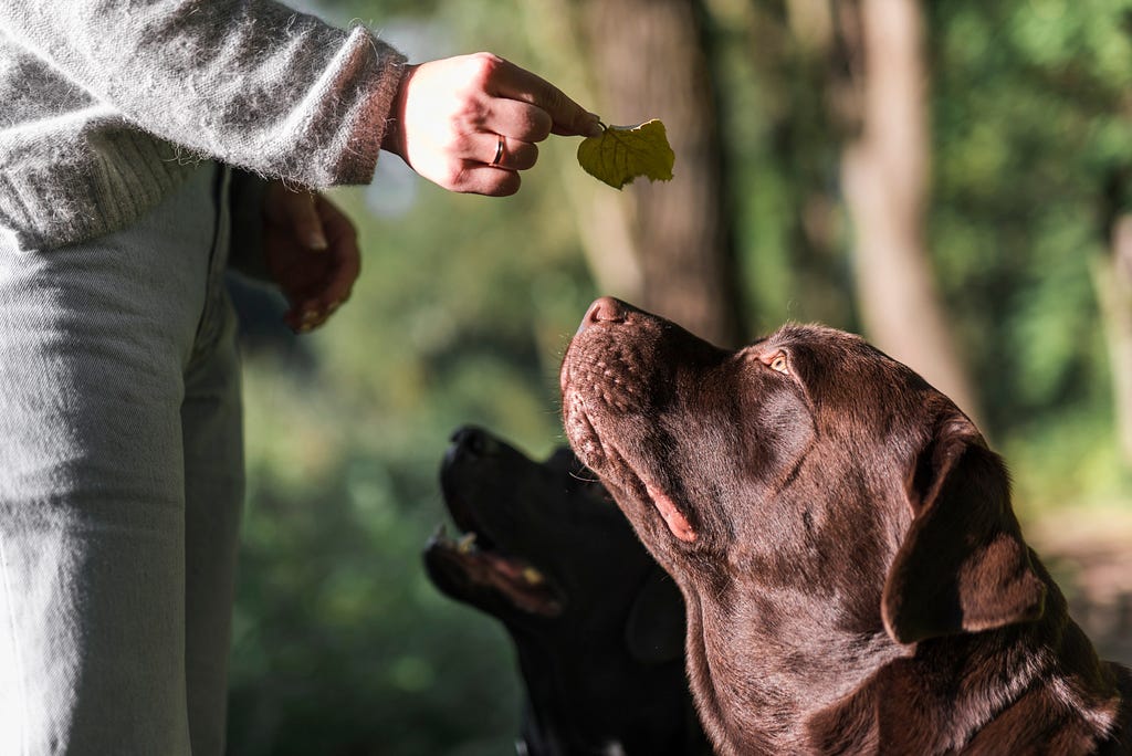 A person holding a treat in front of a dog’s face