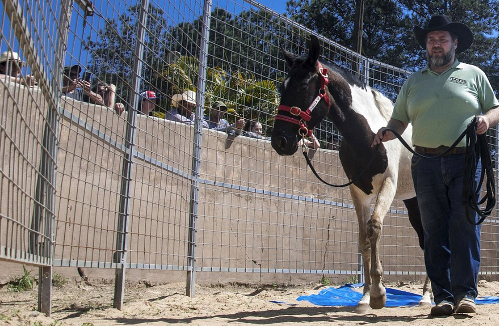 Walter Filho no picadeiro com cavalo malhado