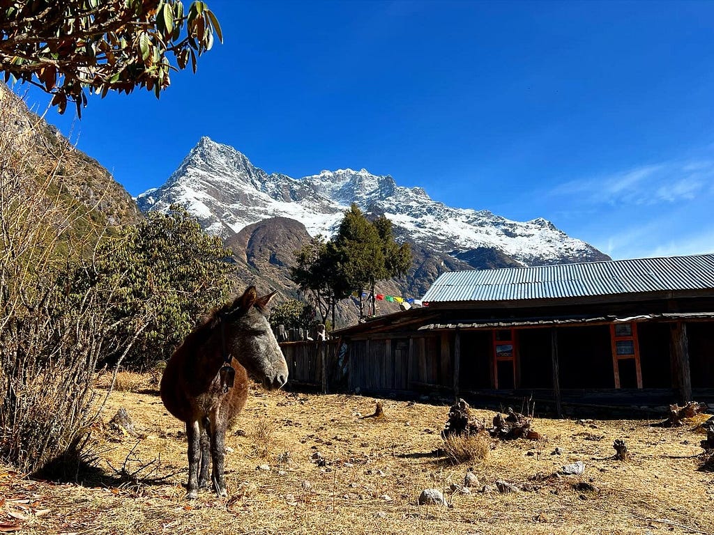 Kanchenjunga Circuit Trek in Nepal