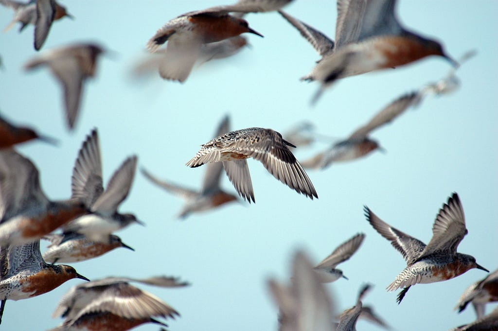 a dozen birds in flight