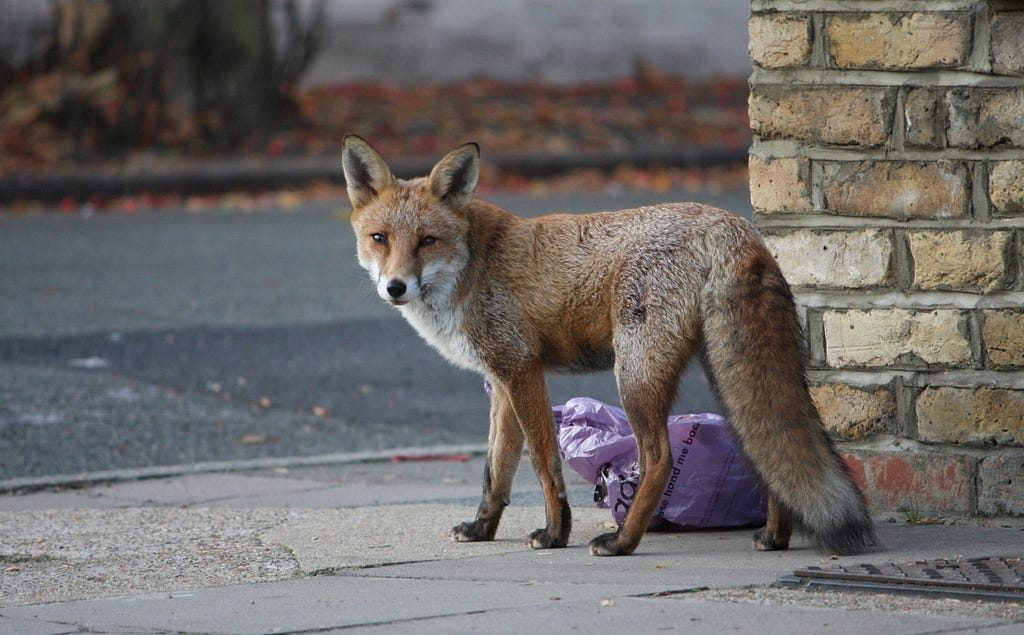 A fox in the street