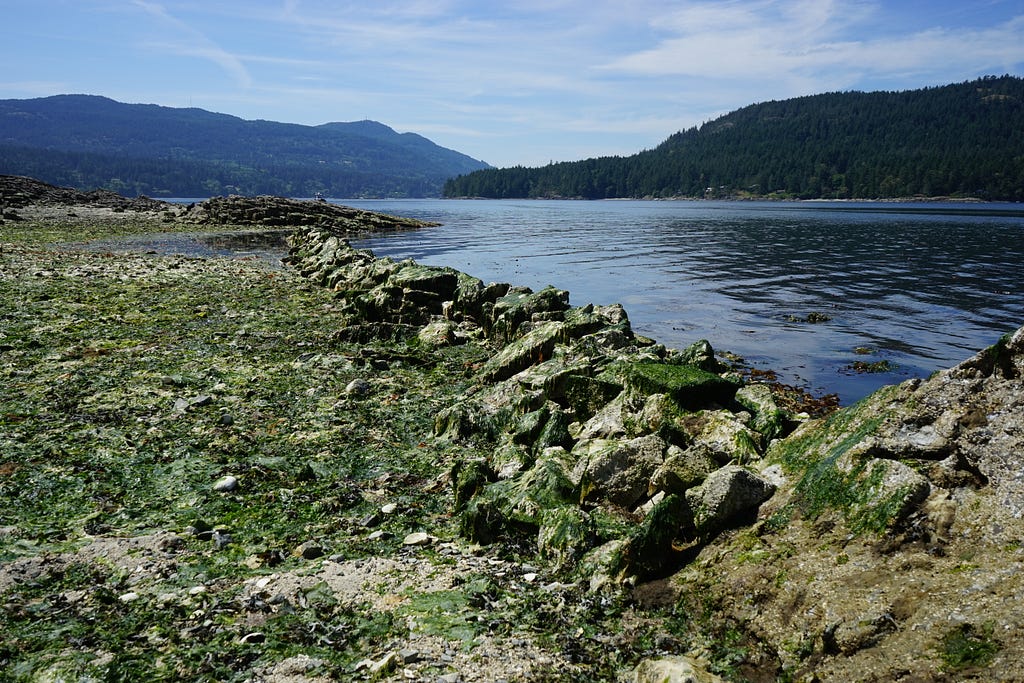 A rock wall built in the intertidal zone, covered in green seaweed, with water to the left and the sheltered clam beach to the right.