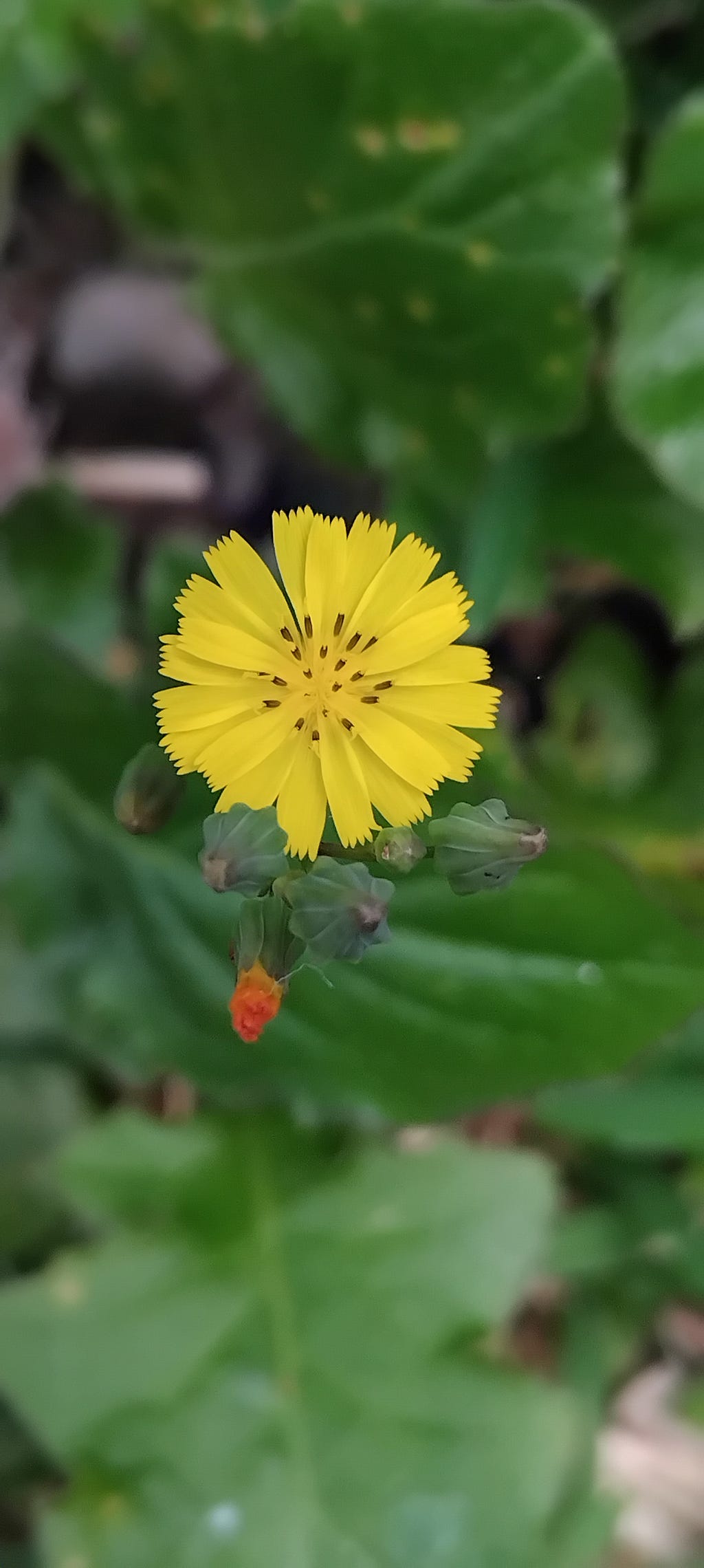 A macro image of a yellow flower and a background of large green leaves