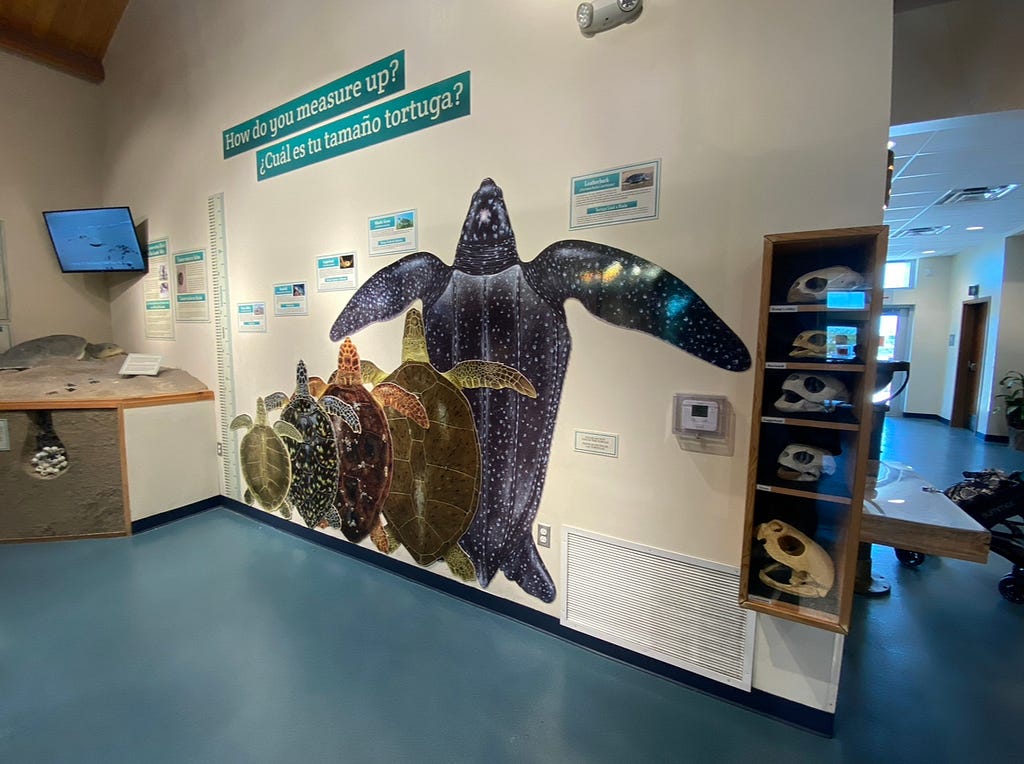 The inside of a Sea Turtle, Inc. education center, where there are different sized sea turtles on the wall for people to compare their height with.