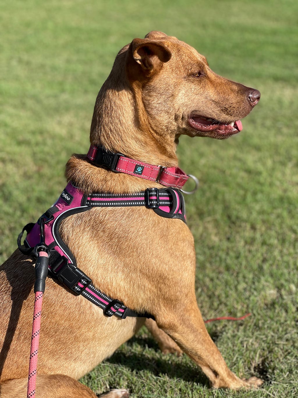 dog in harness sitting on command