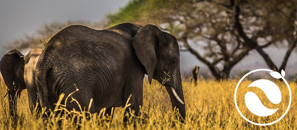 An elephant — photo by Follow Alice