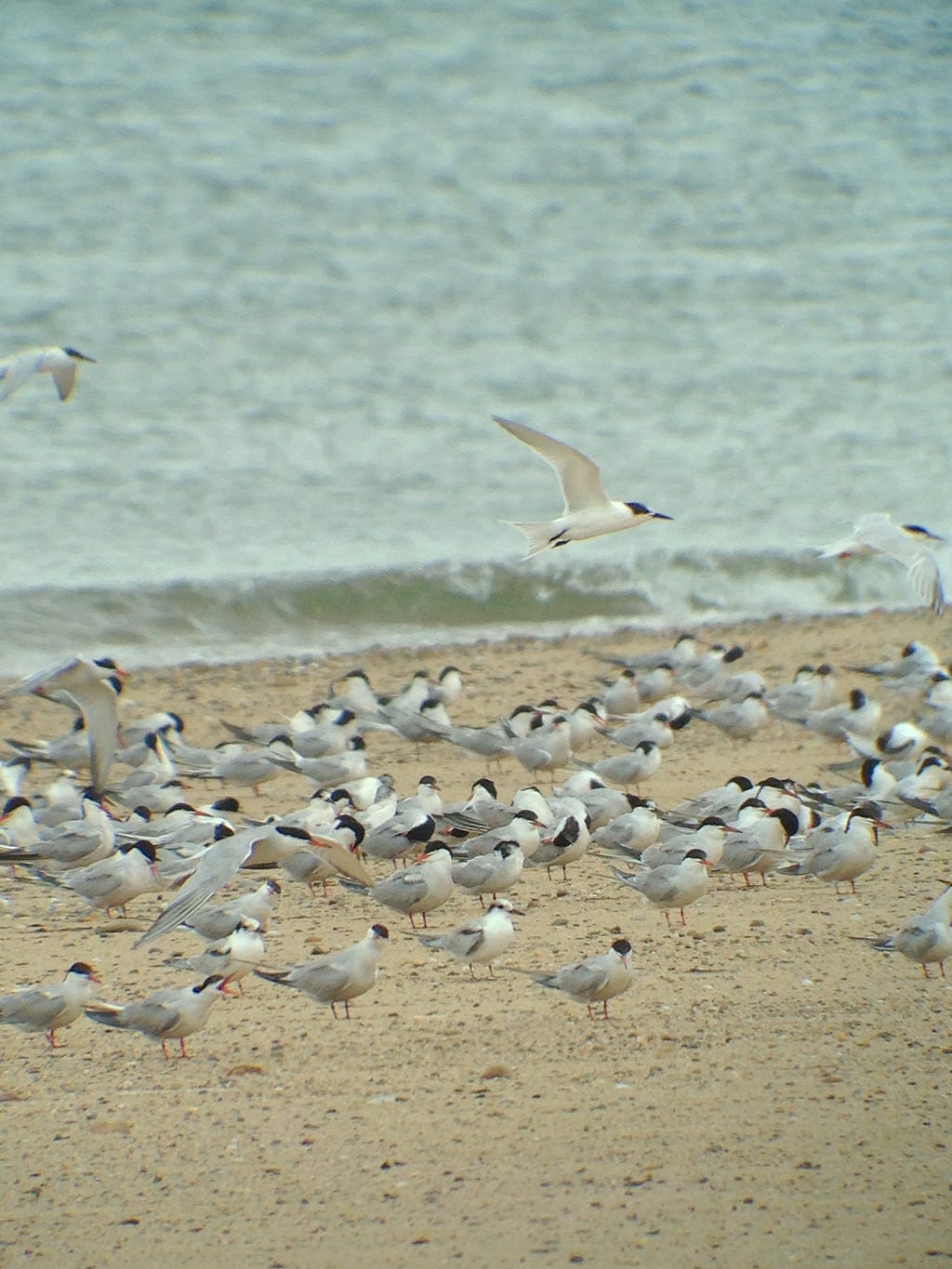 Terns gathered on the shore while Melissa conducted research at Cape Cod.