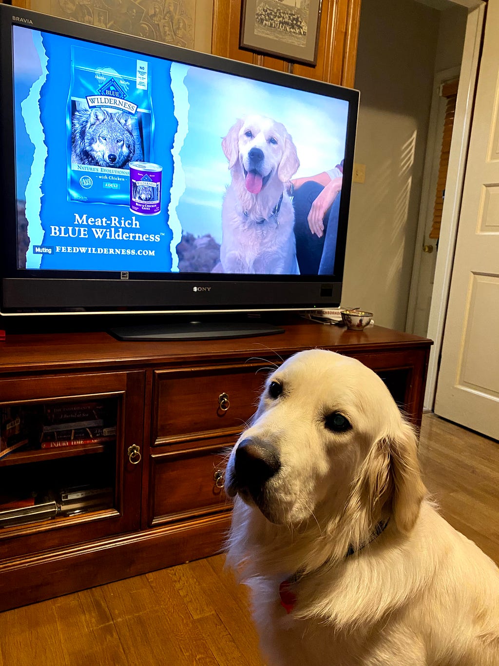 dog on tv and in real life