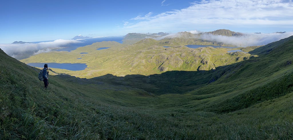 A panorama of a botanist looking out over the Adak landscape.