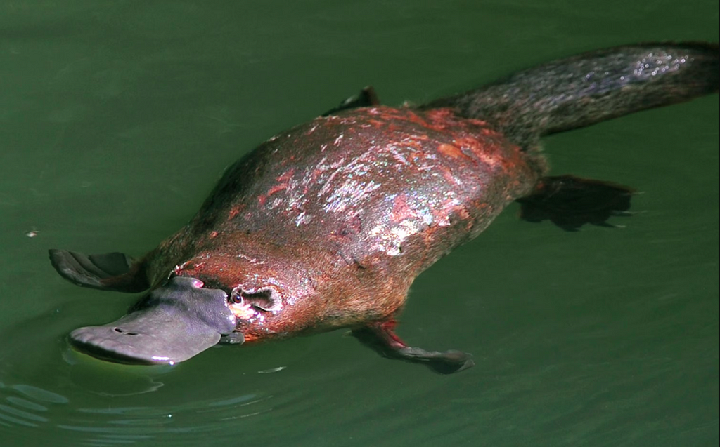 Discover the Duck-Billed Platypus: Nature’s Quirkiest Marvel