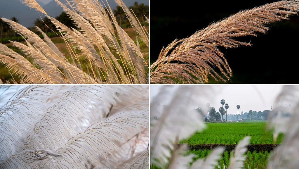 Pampas grass images at NaturePicStock