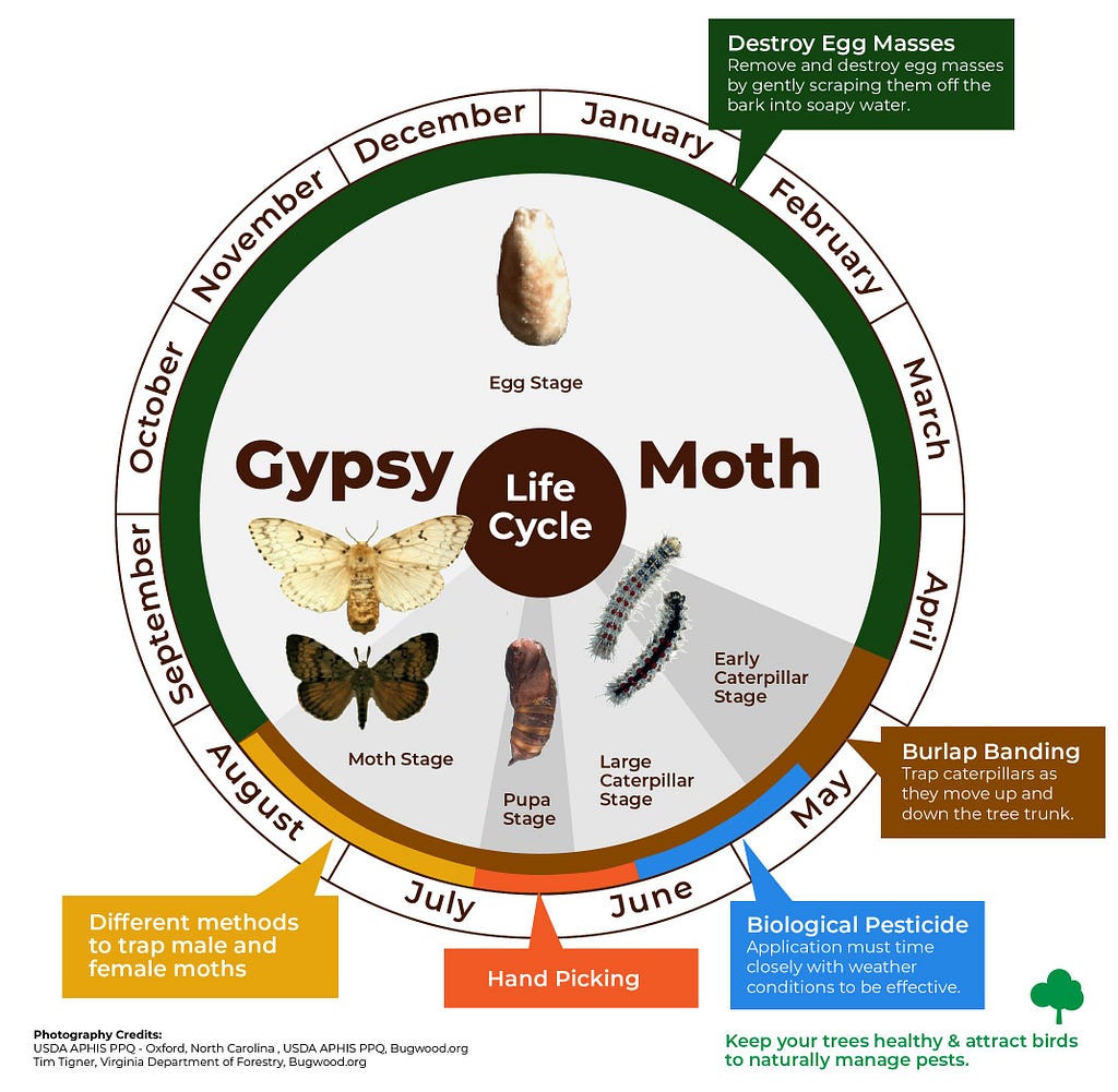 A life cycle of the gypsy moth, going from the egg stage to the moth stage.