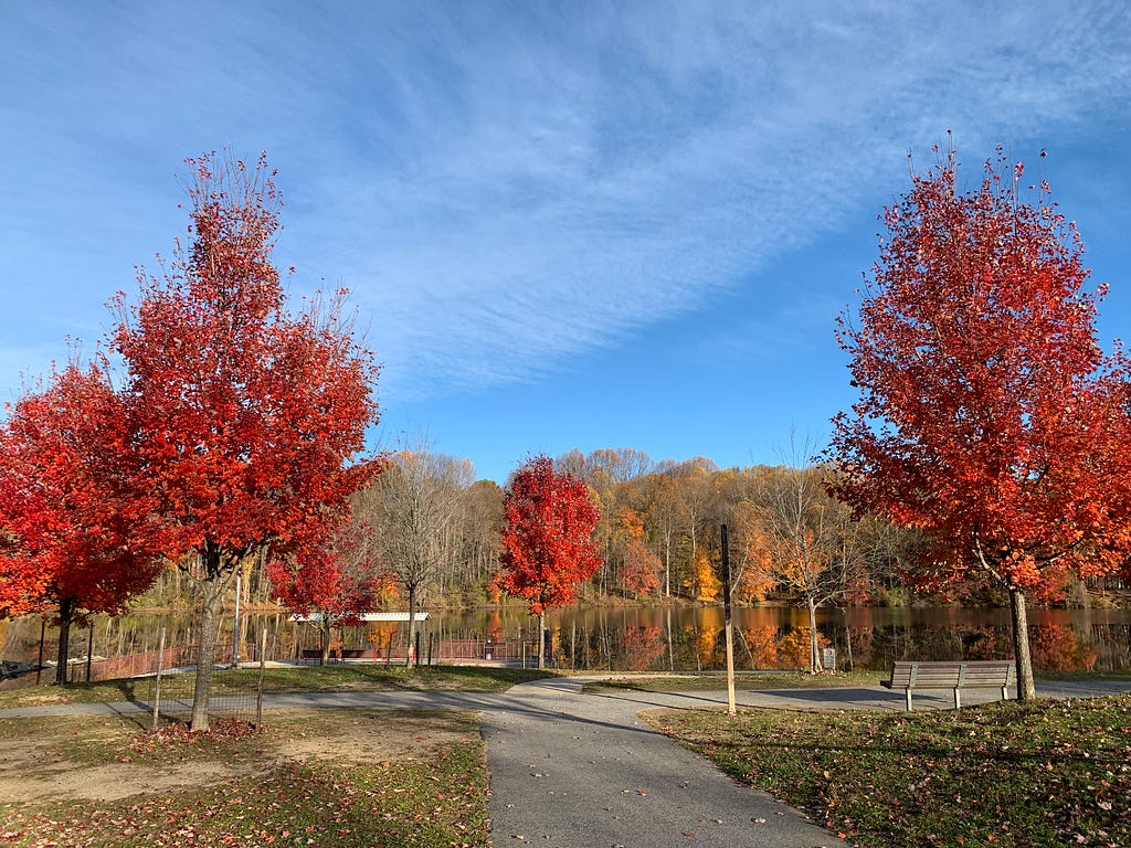 An autumn landscape of red-leaved maple trees by a lake. Rest is part of Nature (Photo by the author, Nov. 2025)