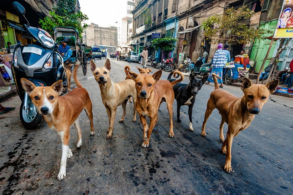 Street dogs of ill repute in India. (Image source: https://www.thesun.ie/news/2541113/six-kids-killed-by-packs-of-stray-dogs-in-the-same-town-in-india-within-a-week/)
