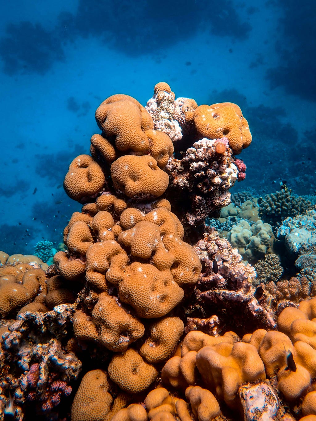 An ocean sponge completely immersed in water the way a disciple learns from the whole way of life of their teacher.