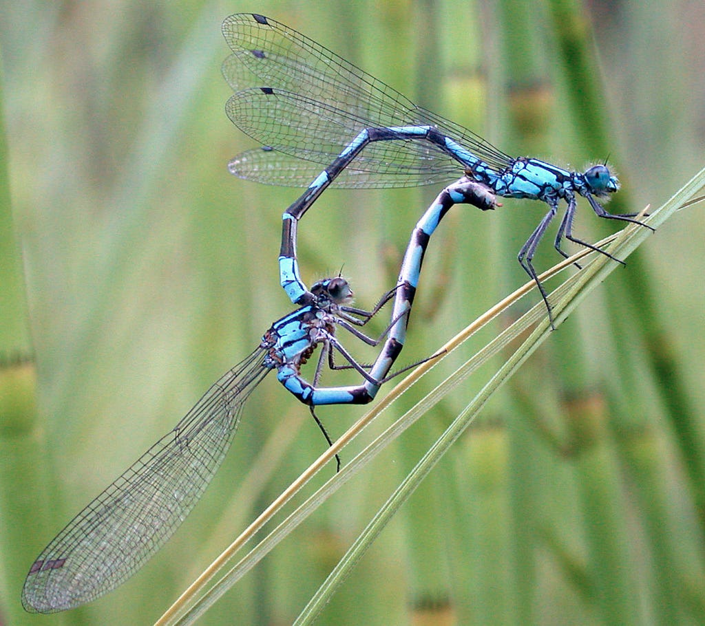 two damselflies form a hear with their bodies while mating
