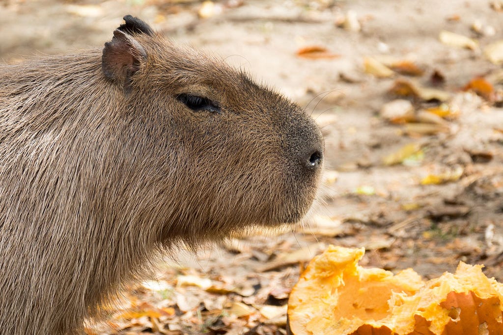 Capybara at Madison zoo