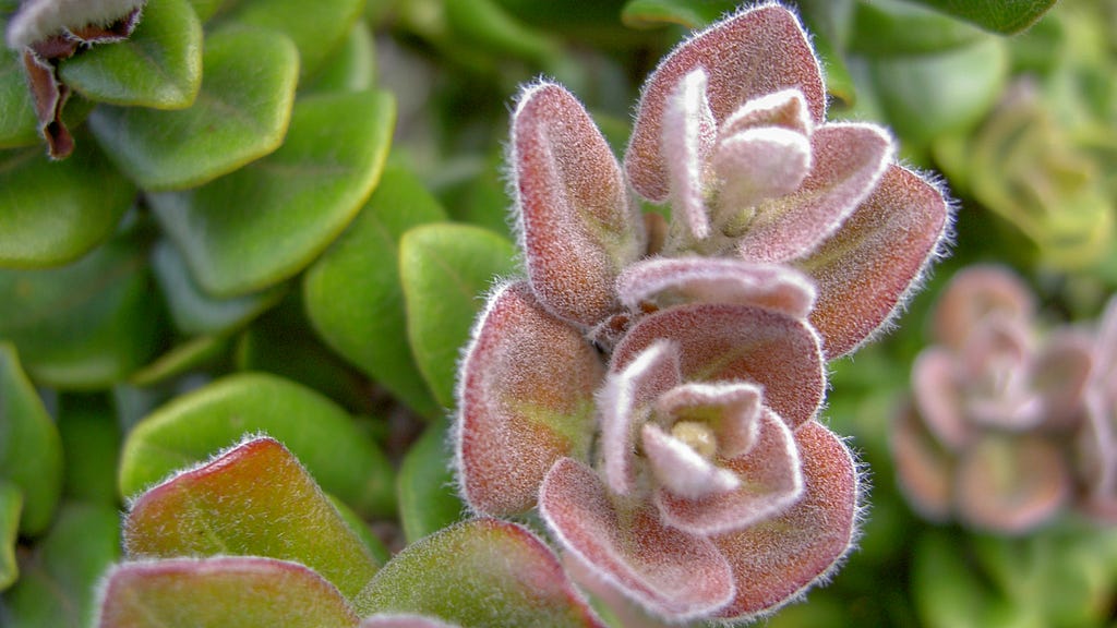 Macro shot of fuzzy purple liko, or new leaves of the ʻōhiʻa (Metrosideros polymorpha) plant.