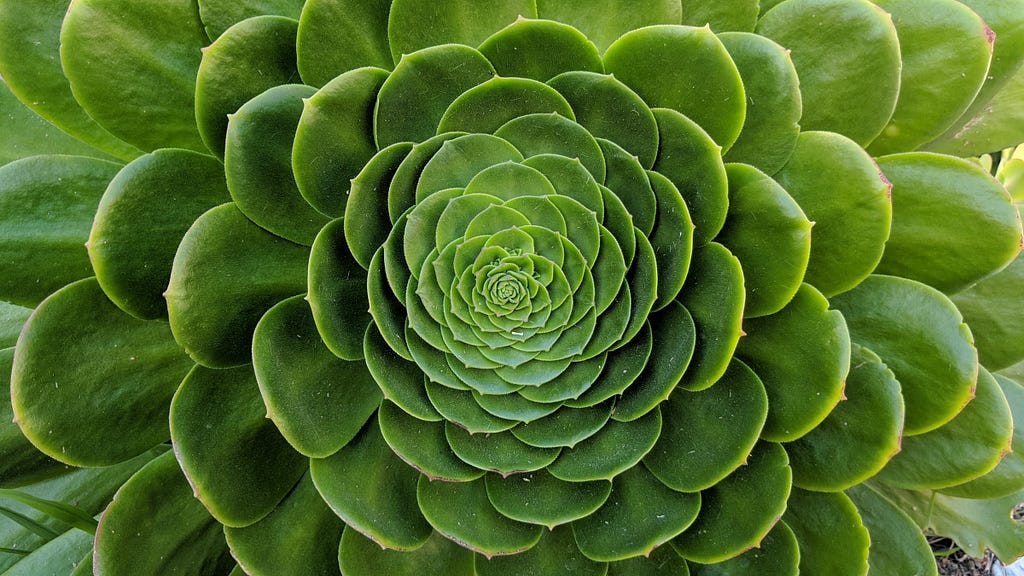 A succulent