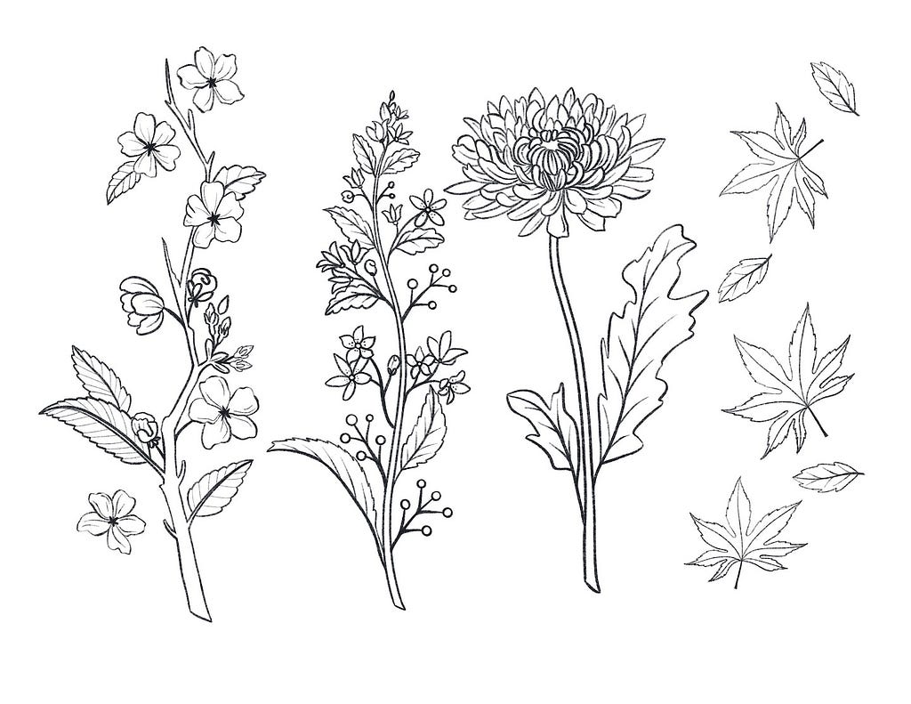 Line drawing artwork by Kimiko Fraser of wild flowers