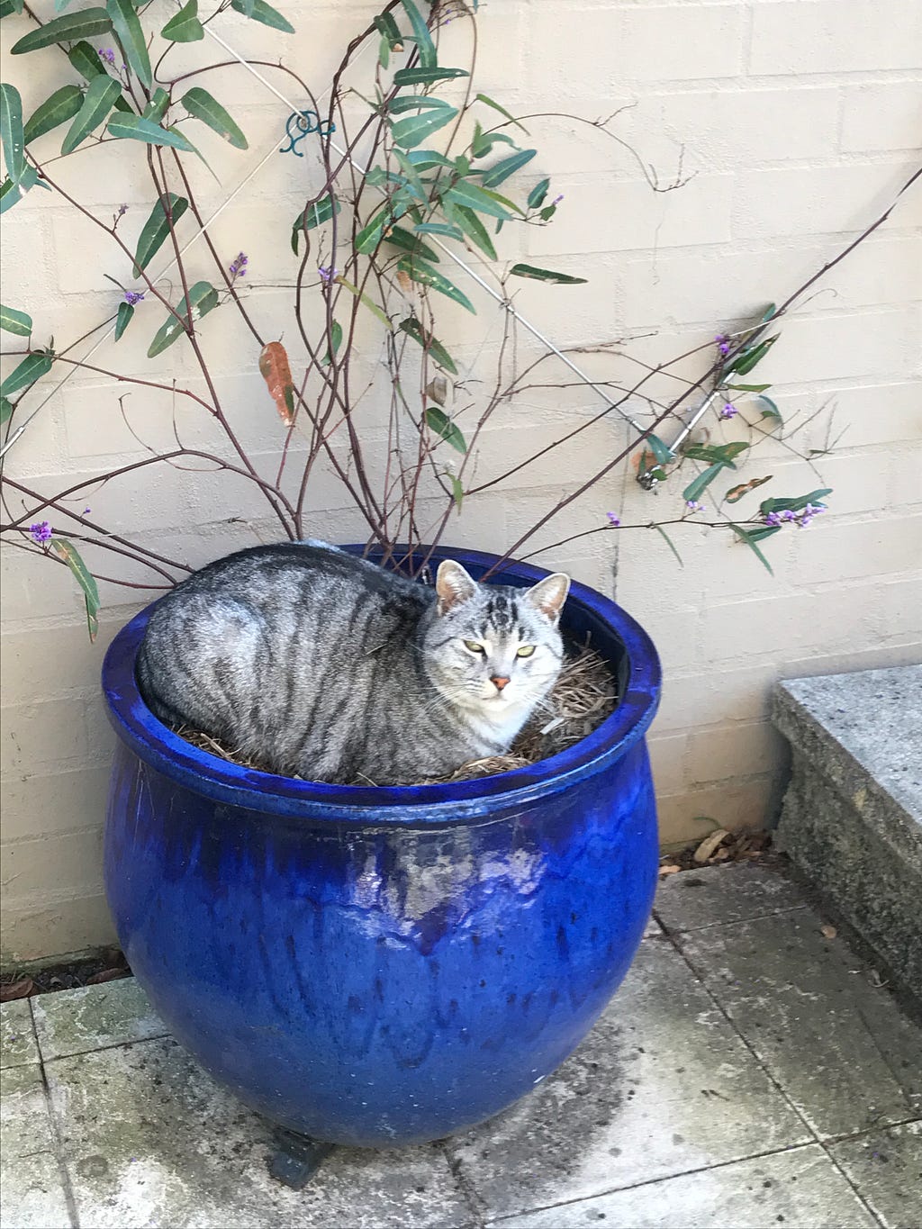 silver haired tabby cat resting in a blue terracotta pot