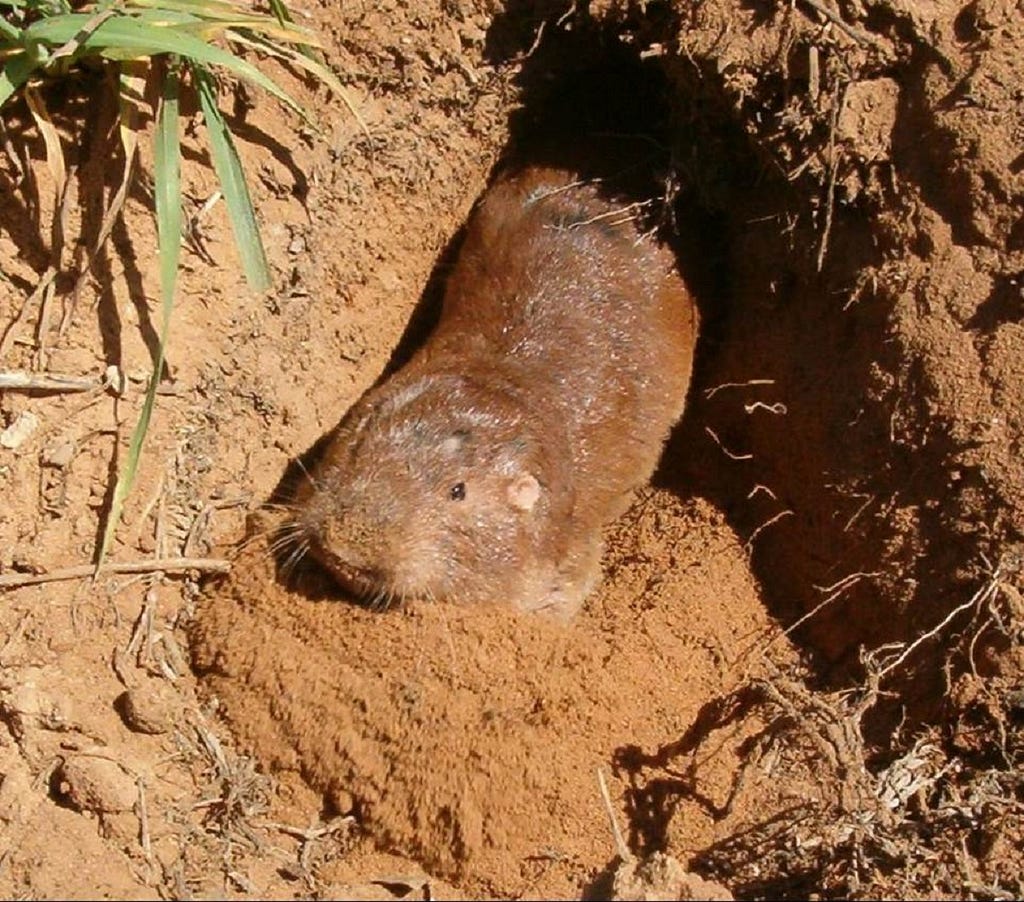 Plain pocket gopher looking out of mound