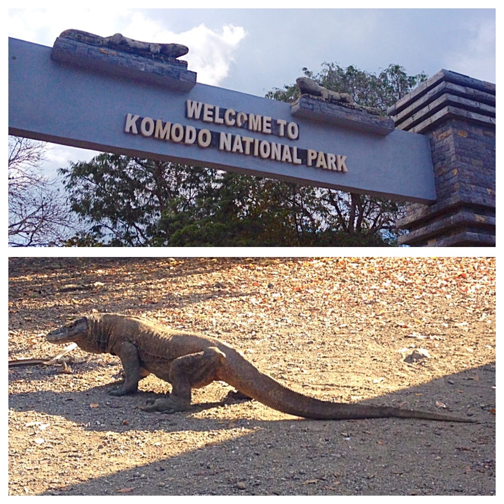 Top Image: An entrance sign to Komodo National Park, featuring two Komodo dragon statues perched on top. The sign is set against a backdrop of trees and a partly cloudy sky. Bottom Image: A Komodo dragon walking on a dry, rocky ground, showcasing its long tail and muscular body. The environment appears to be arid, with scattered leaves and shadows on the ground.