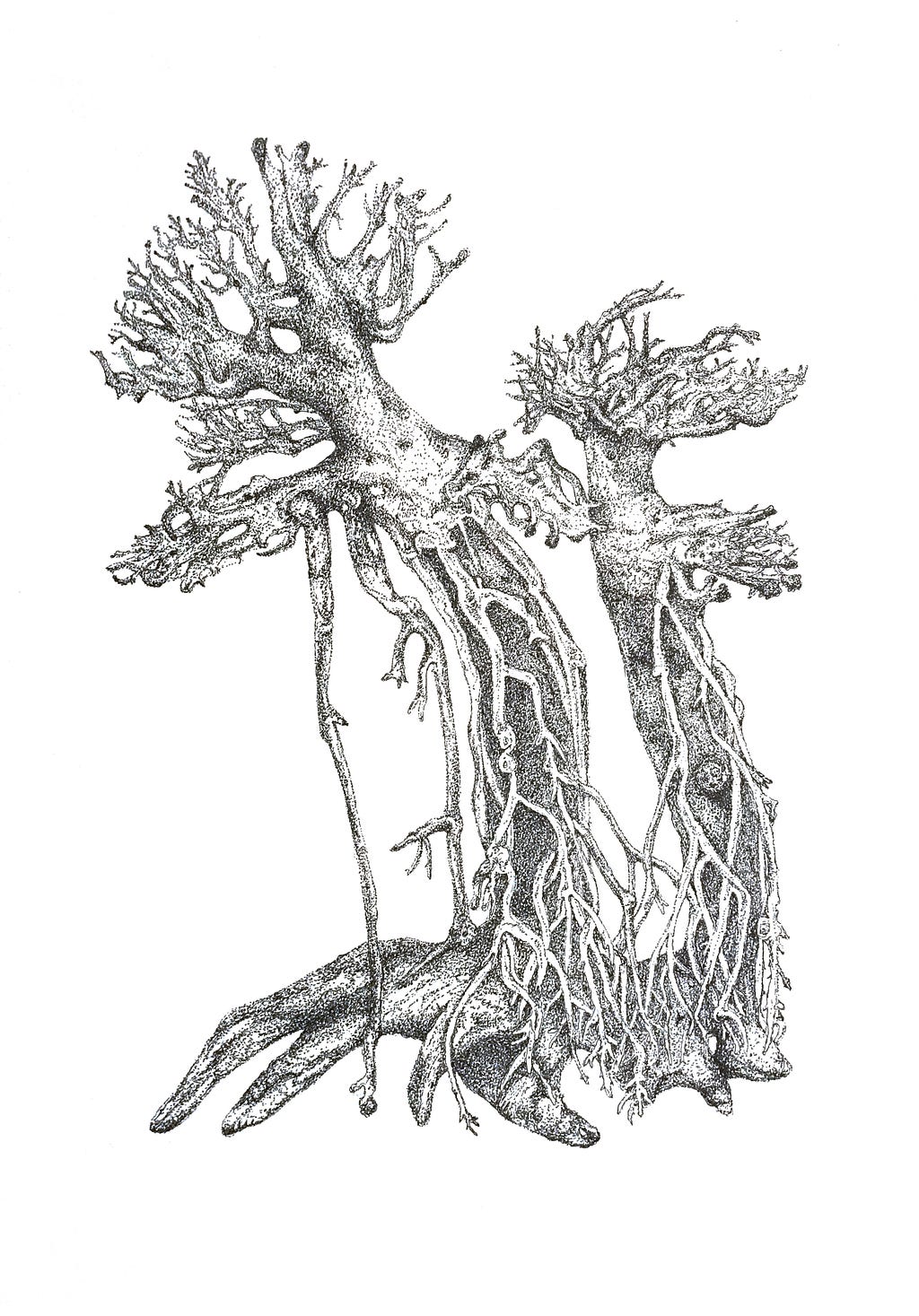 black and white drawing, consisting of thousands of dots, of driftwood roots