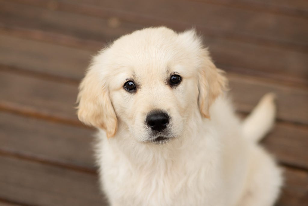 Head and shoulders of an adorable Golden retriever puppy looking directly into the camera