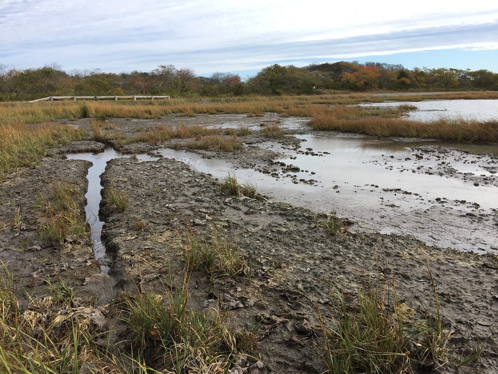a marsh wetland with mud and standing water