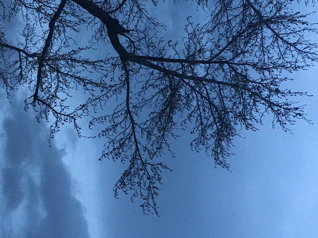 A rotated photo showing intricate black silhouette of a winter tree hovering at the top of the image over a steel blue sky and clouds.