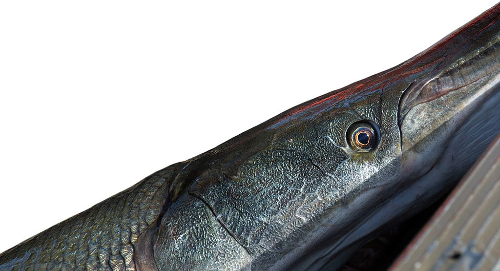 up close of an gar eye from the boat