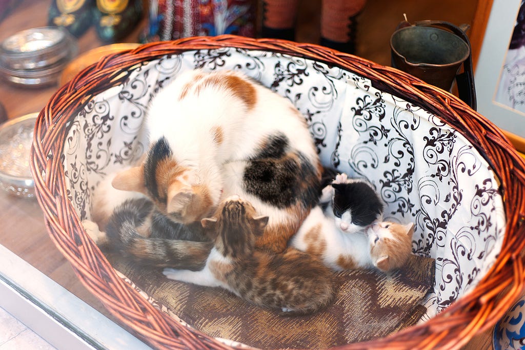 a cat and 4 kittens in a basket in a store window