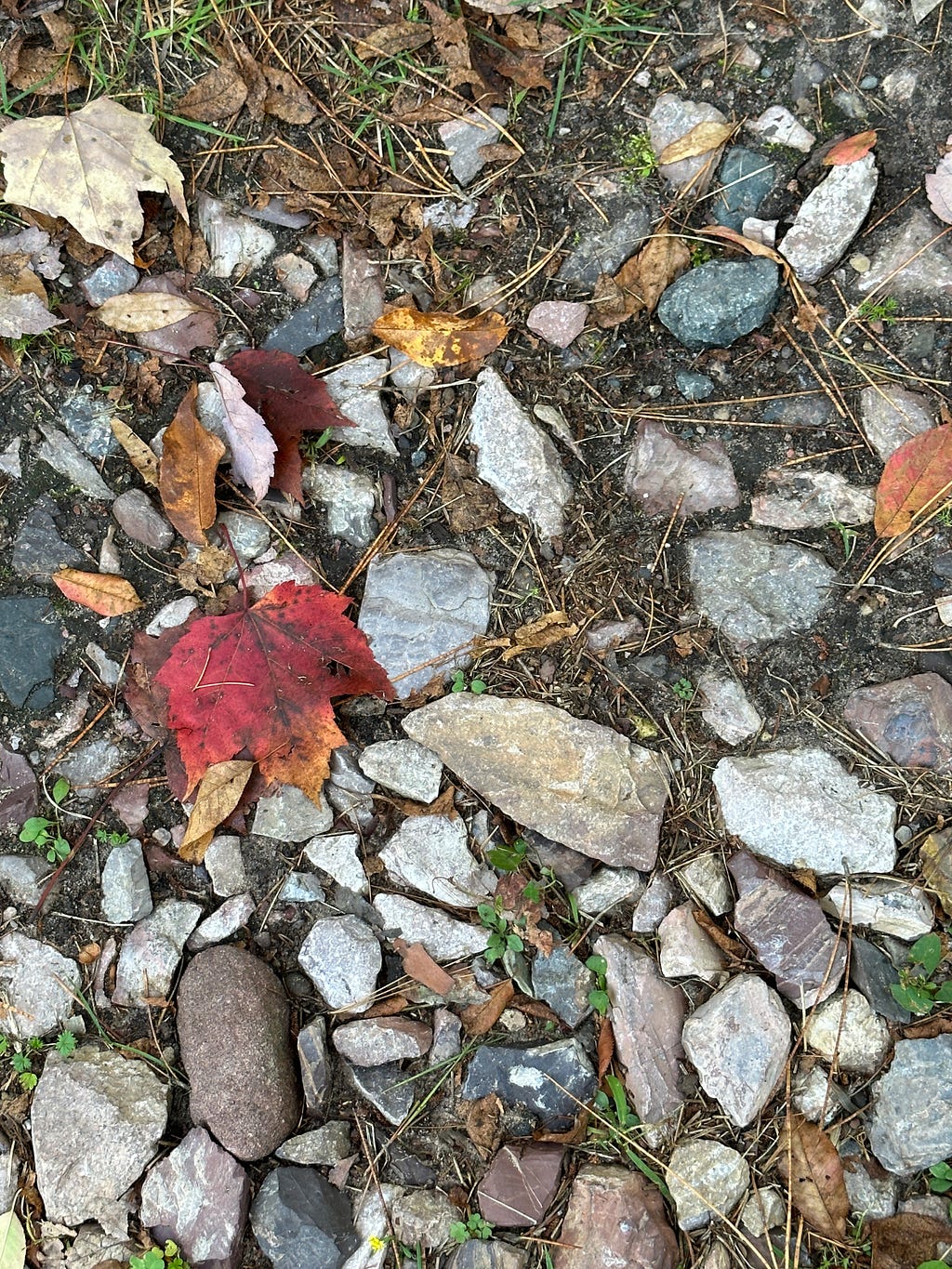 Red maple leaf on grey gravel