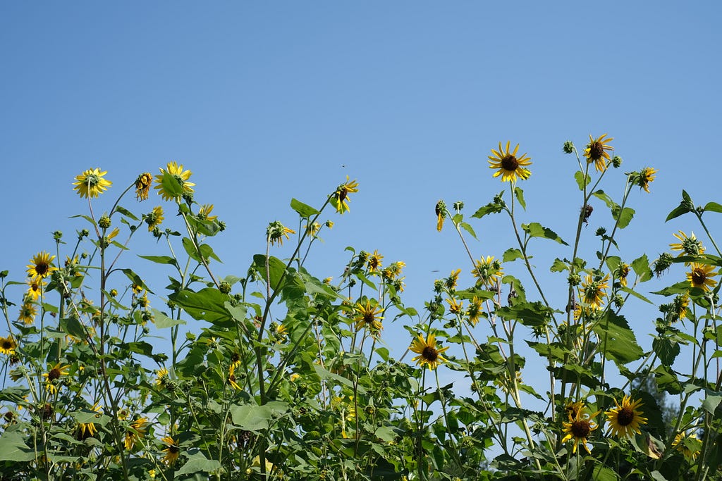 Tall yellow Daisies in a Kansas field.