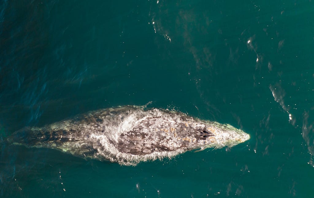A lone gray whale breaches the surface of the water in Depoe Bay, Oregon.